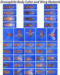 Drosophila Body Color and Wing Mutants