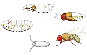 Drosophila life cycle