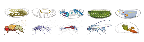 Drosophila organ systems