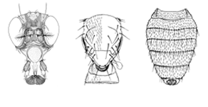 icons representing the tagma terms Head, Thorax and Abdomen